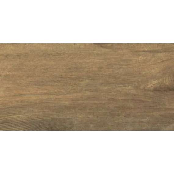 Derby Elm